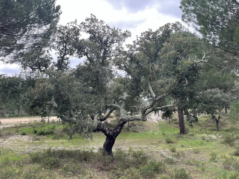 Terreno para Venda em Santo Estêvão Foto 12