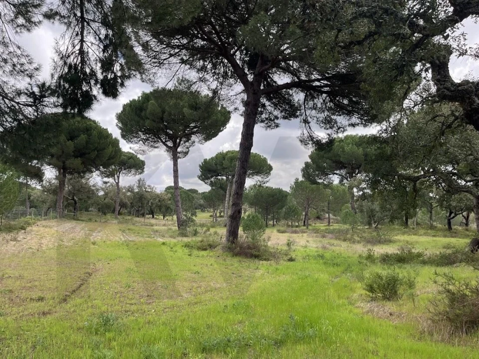 Terreno para Venda em Santo Estêvão Foto 9