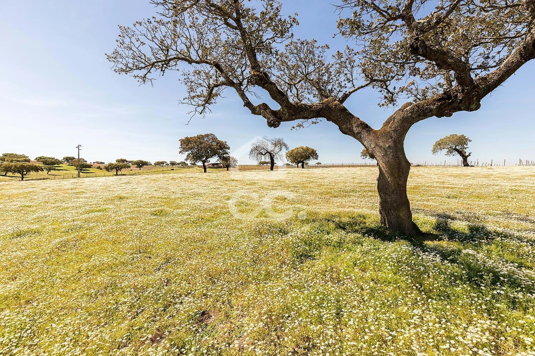 Terreno para Venda em Beja (Santiago Maior e São João Baptista) Foto 63