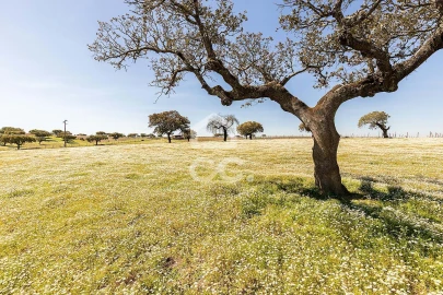 Terreno para Venda em Beja (Santiago Maior e São João Baptista)