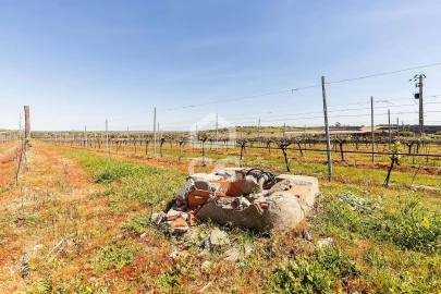 Terreno para Venda em Beja (Santiago Maior e São João Baptista)