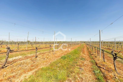 Terreno para Venda em Beja (Santiago Maior e São João Baptista)