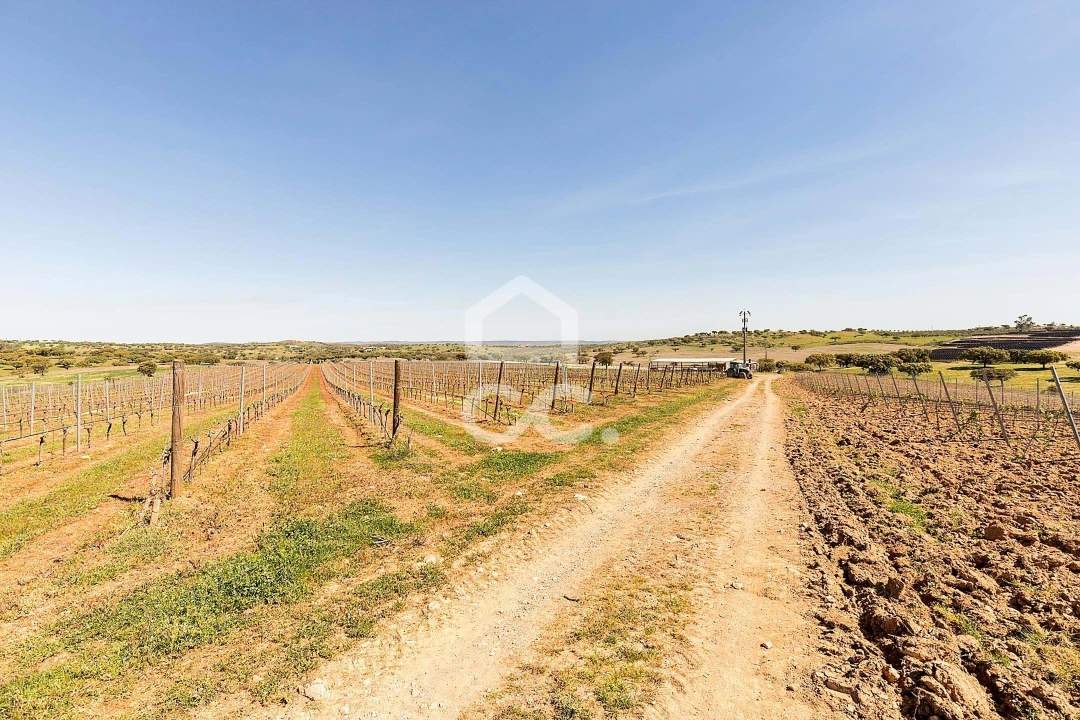 Terreno para Venda em Beja (Santiago Maior e São João Baptista) Foto 8