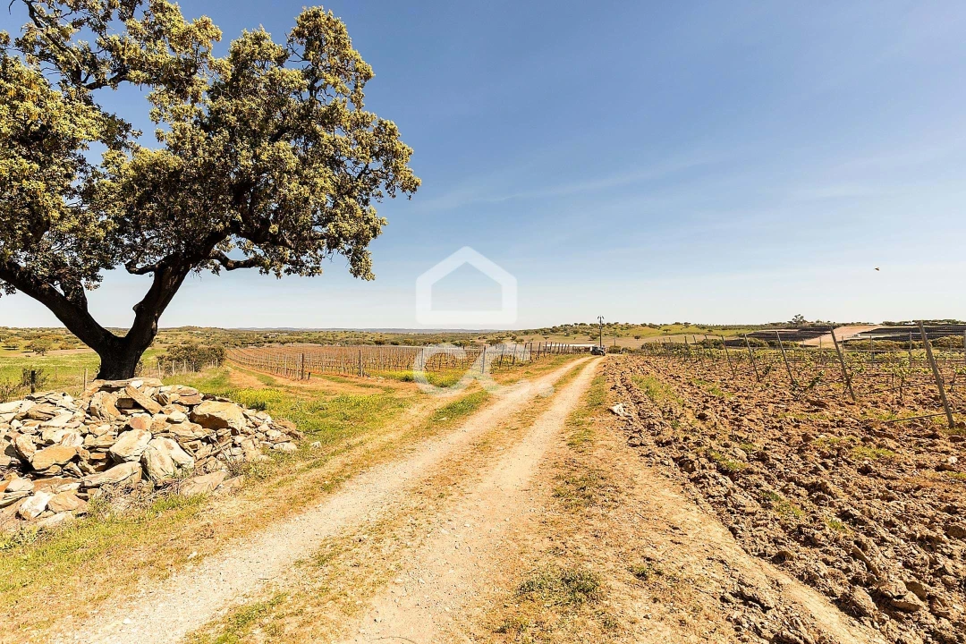 Terreno para Venda em Beja (Santiago Maior e São João Baptista) Foto 7