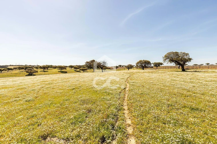 Terreno para Venda em Beja (Santiago Maior e São João Baptista) Foto 67