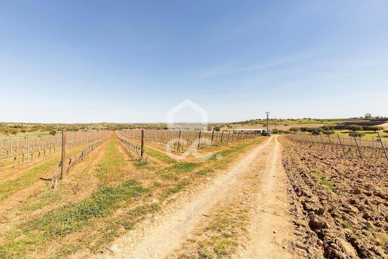 Terreno para Venda em Beja (Santiago Maior e São João Baptista) Foto 8