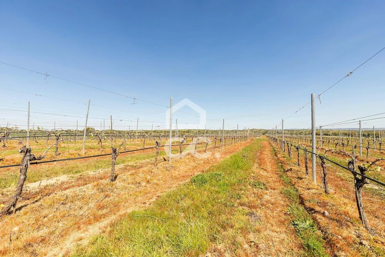 Terreno para Venda em Beja (Santiago Maior e São João Baptista) Foto 11