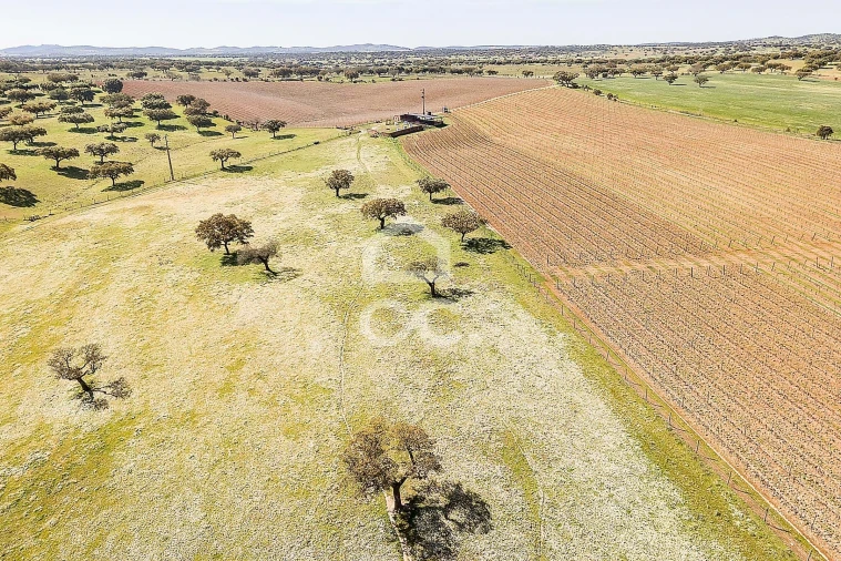Terreno para Venda em Beja (Santiago Maior e São João Baptista) Foto 25
