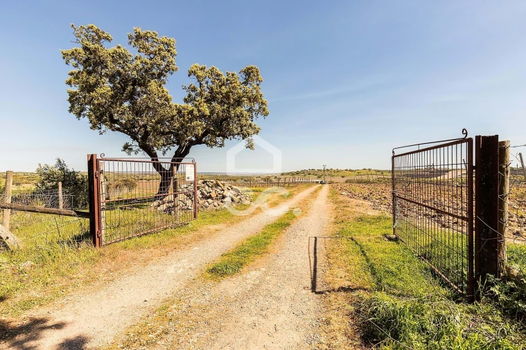 Terreno para Venda em Beja (Santiago Maior e São João Baptista) Foto 6