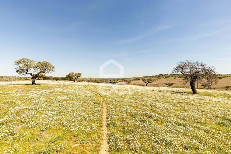 Terreno para Venda em Beja (Santiago Maior e São João Baptista) Foto 69