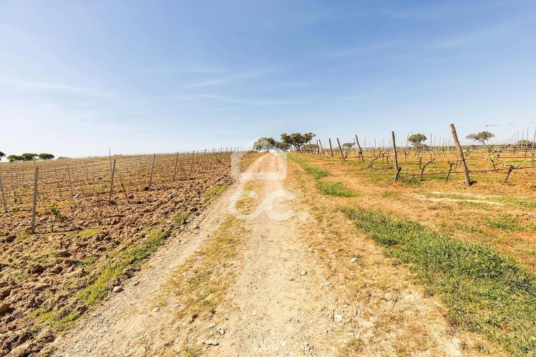Terreno para Venda em Beja (Santiago Maior e São João Baptista) Foto 12