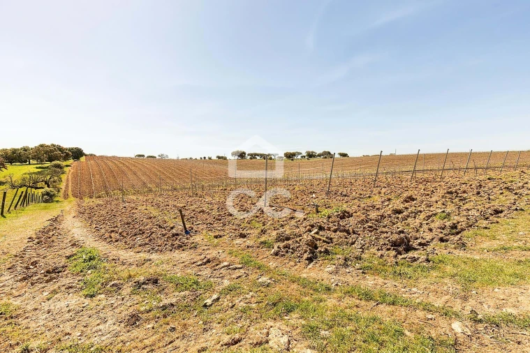 Terreno para Venda em Beja (Santiago Maior e São João Baptista) Foto 48