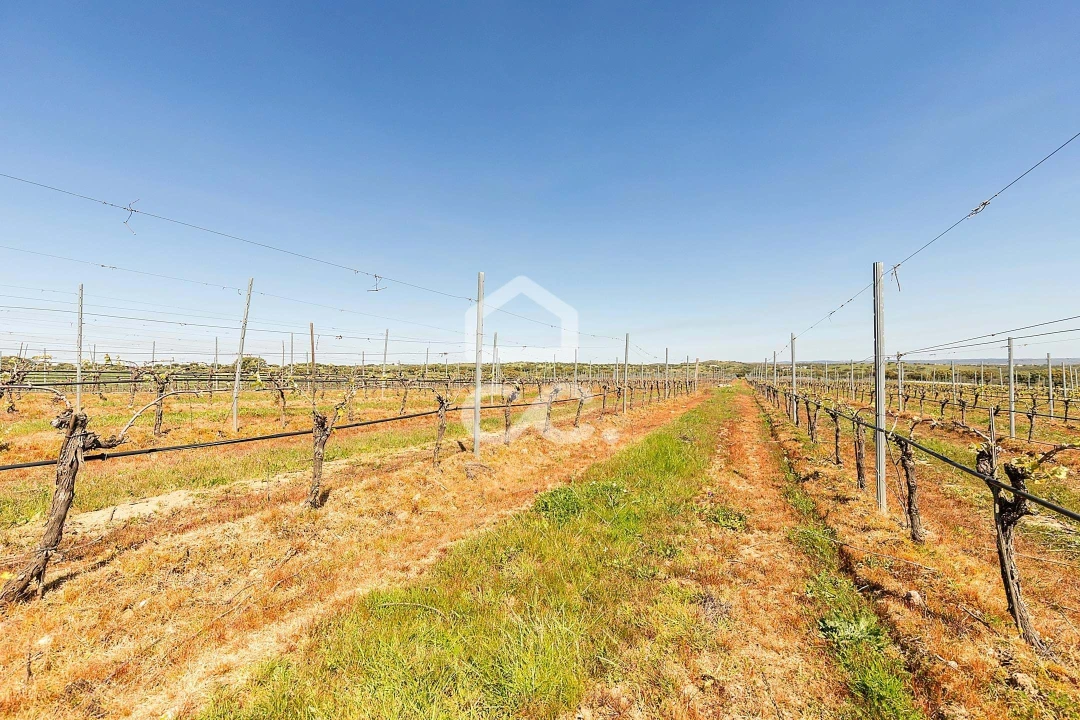 Terreno para Venda em Beja (Santiago Maior e São João Baptista) Foto 11