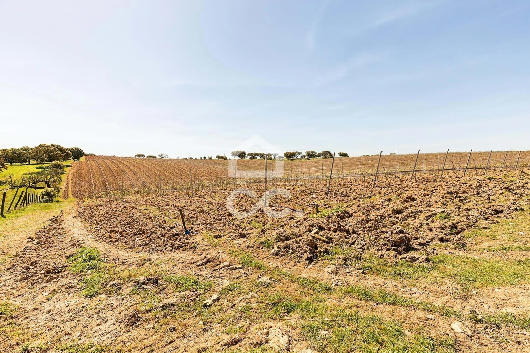 Terreno para Venda em Beja (Santiago Maior e São João Baptista) Foto 48