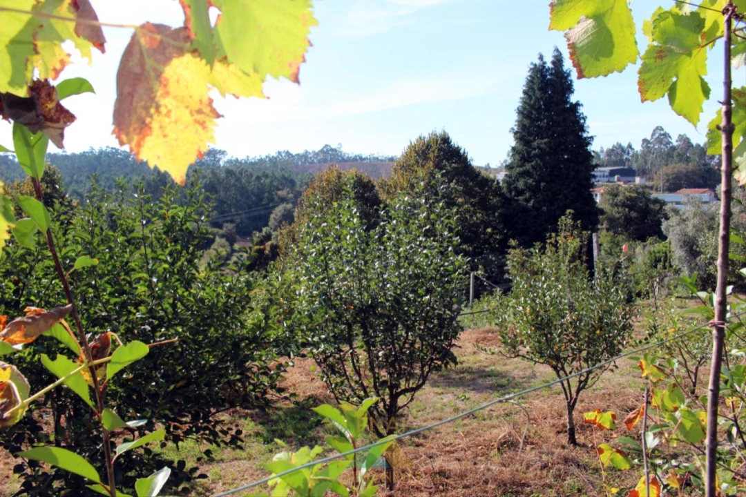 Quinta T1 para Venda em Ossela Foto 31
