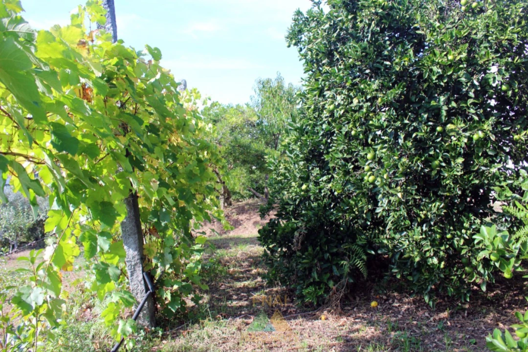 Quinta T1 para Venda em Ossela Foto 32