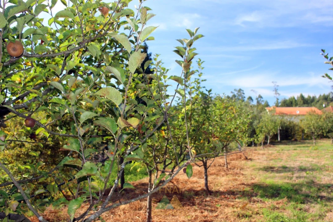Quinta T1 para Venda em Ossela Foto 38