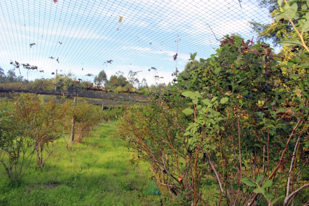 Quinta T1 para Venda em Ossela Foto 42