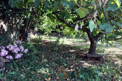 Quinta T1 para Venda em Ossela