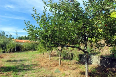 Quinta T1 para Venda em Ossela