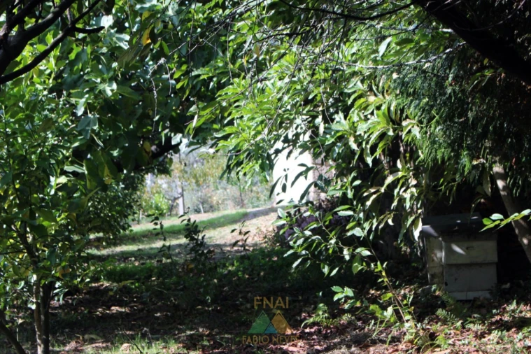 Quinta T1 para Venda em Ossela Foto 34