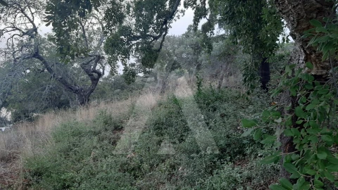 Terreno para Venda em São Brás de Alportel