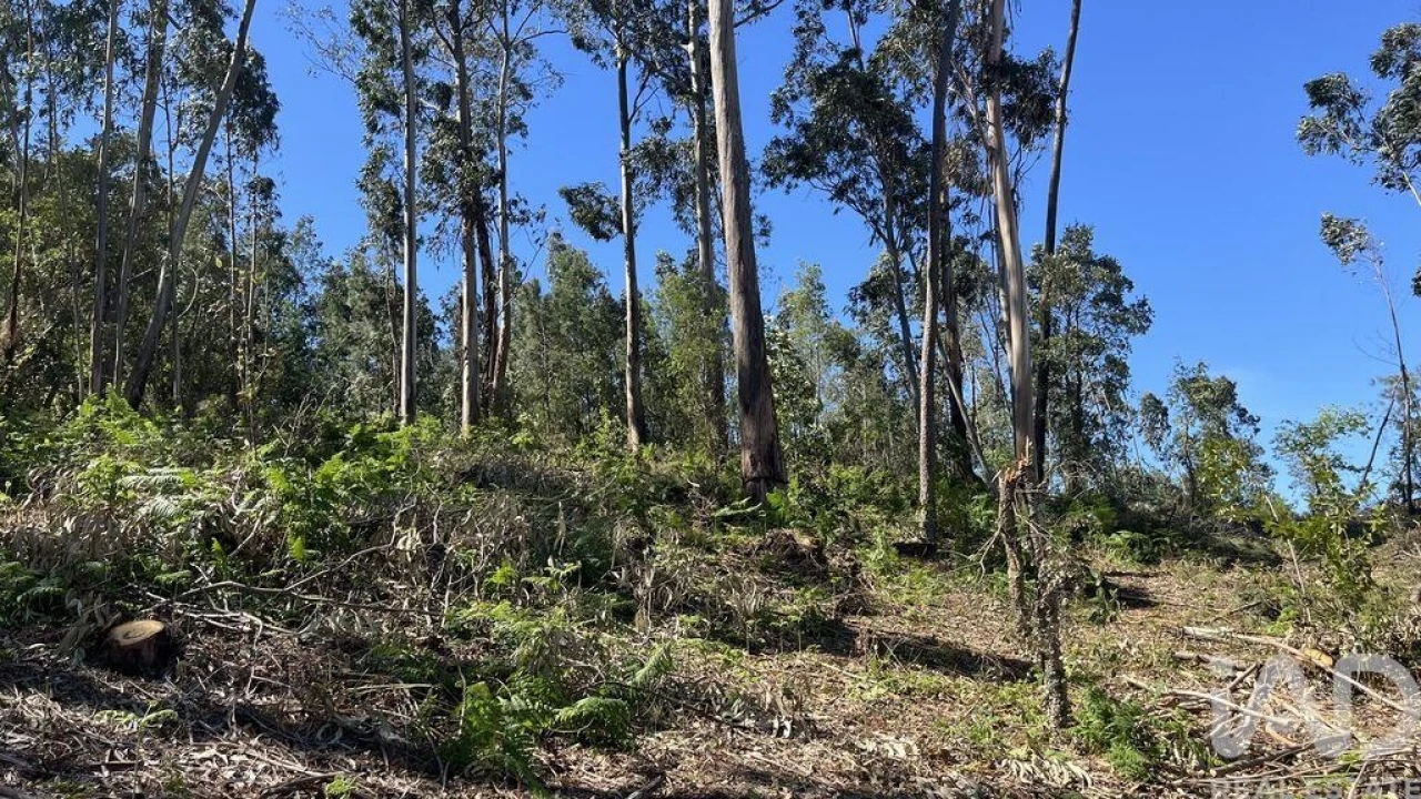 Terreno para Venda em São Martinho de Árvore e Lamarosa Foto 5