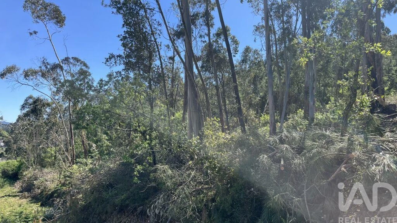 Terreno para Venda em São Martinho de Árvore e Lamarosa Foto 4