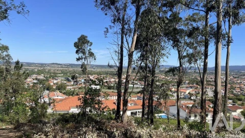 Terreno para Venda em São Martinho de Árvore e Lamarosa