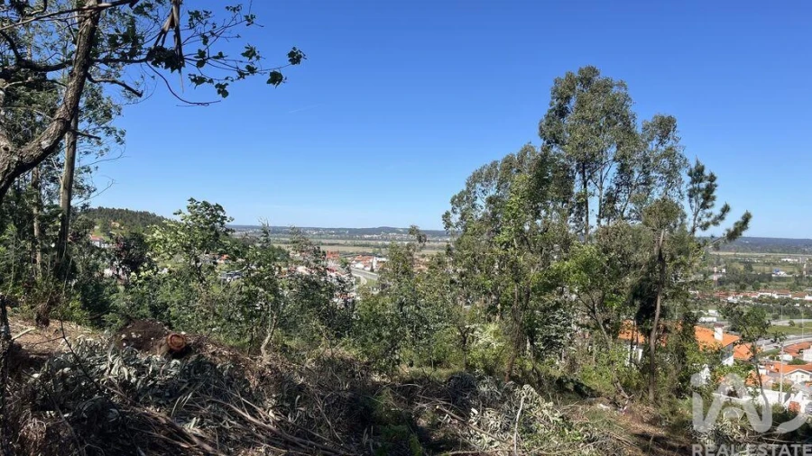 Terreno para Venda em São Martinho de Árvore e Lamarosa Foto 3