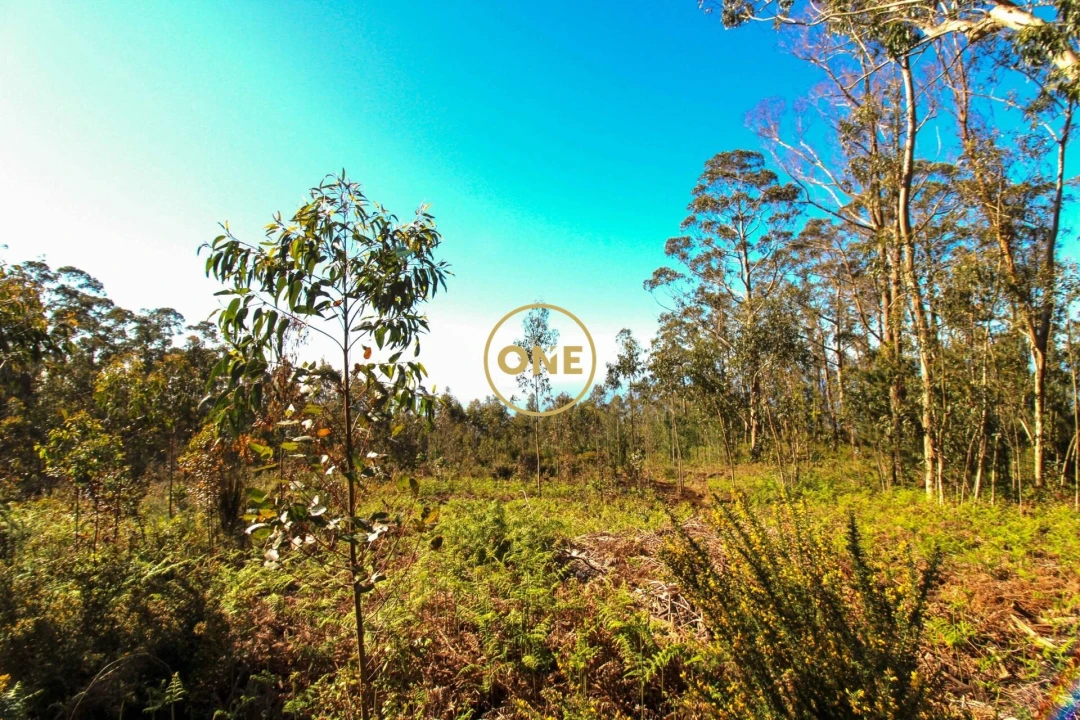 Terreno para Venda em Quinta Grande Foto 2