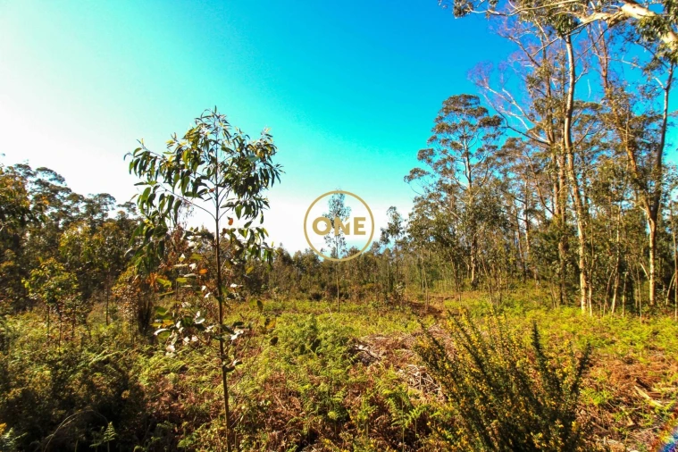 Terreno para Venda em Quinta Grande Foto 2