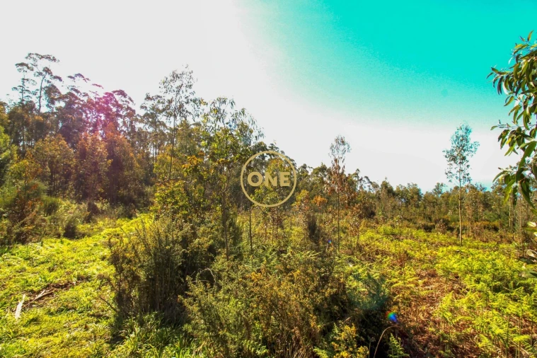 Terreno para Venda em Quinta Grande Foto 3