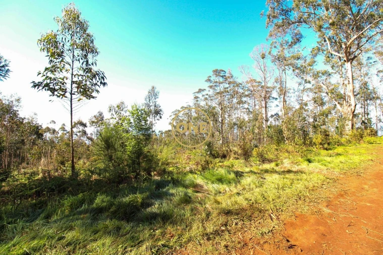 Terreno para Venda em Quinta Grande Foto 8
