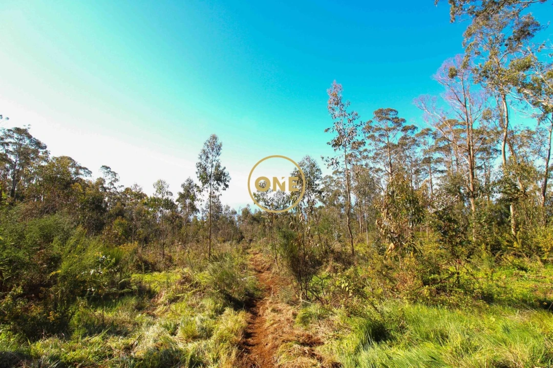 Terreno para Venda em Quinta Grande Foto 10