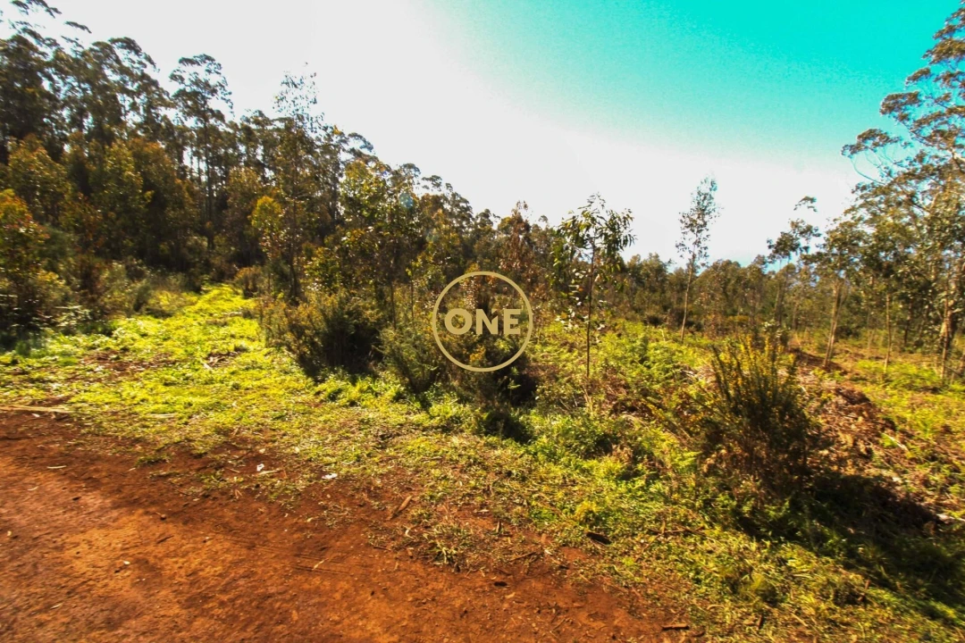 Terreno para Venda em Quinta Grande Foto 6