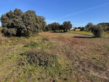 Terreno para Venda em Brogueira, Parceiros de Igreja e Alcorochel
