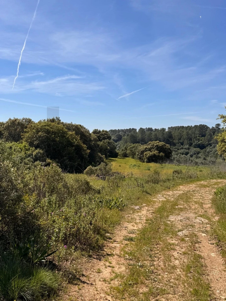 Terreno para Venda em Brogueira, Parceiros de Igreja e Alcorochel Foto 13