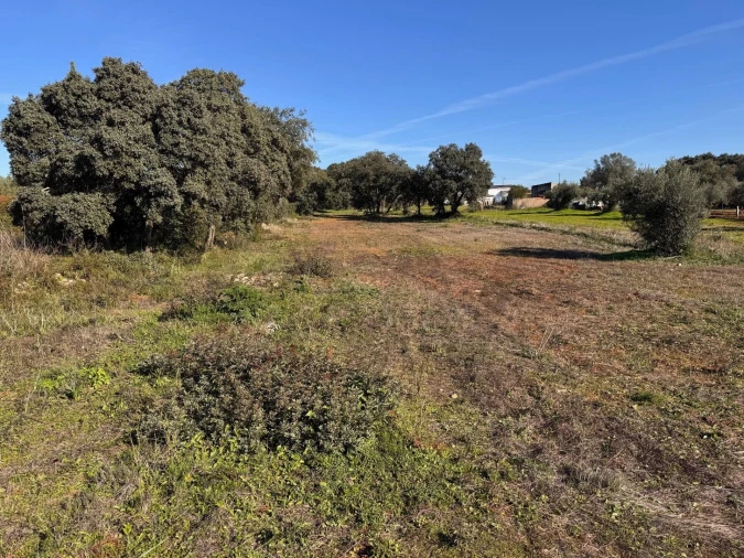 Terreno para Venda em Brogueira, Parceiros de Igreja e Alcorochel Foto 4