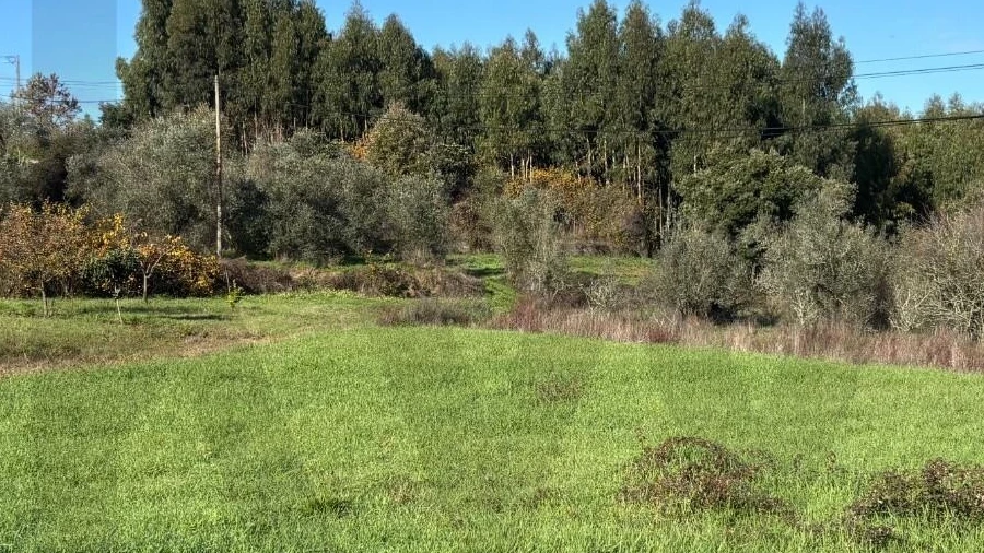 Terreno para Venda em Olalhas