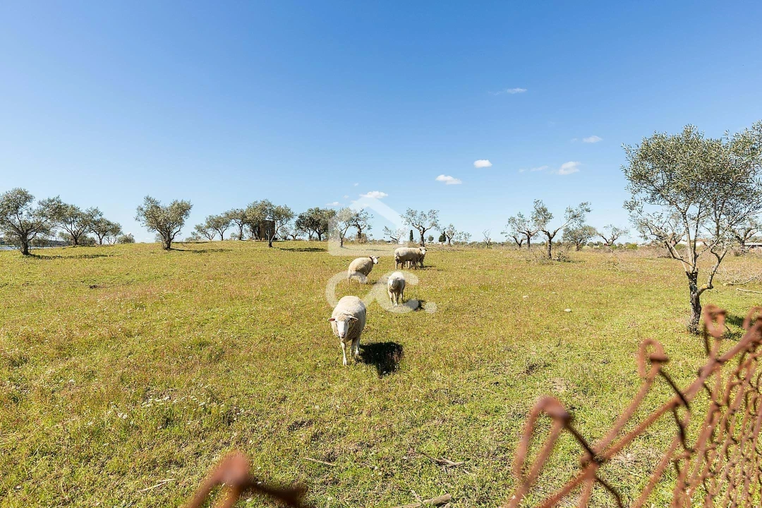 Moradia T3 para Venda em Portel Foto 50