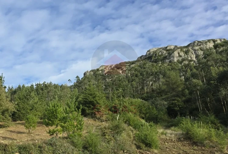 Terreno para Venda em Lamas e Cercal Foto 3