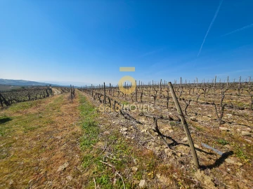 Quinta T0 para Venda em Alijo