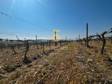 Quinta T0 para Venda em Alijo
