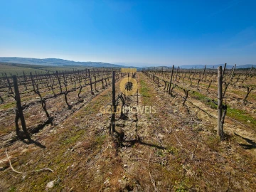 Quinta T0 para Venda em Alijo