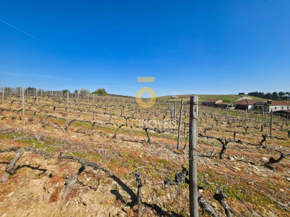 Quinta T0 para Venda em Alijo Foto 5