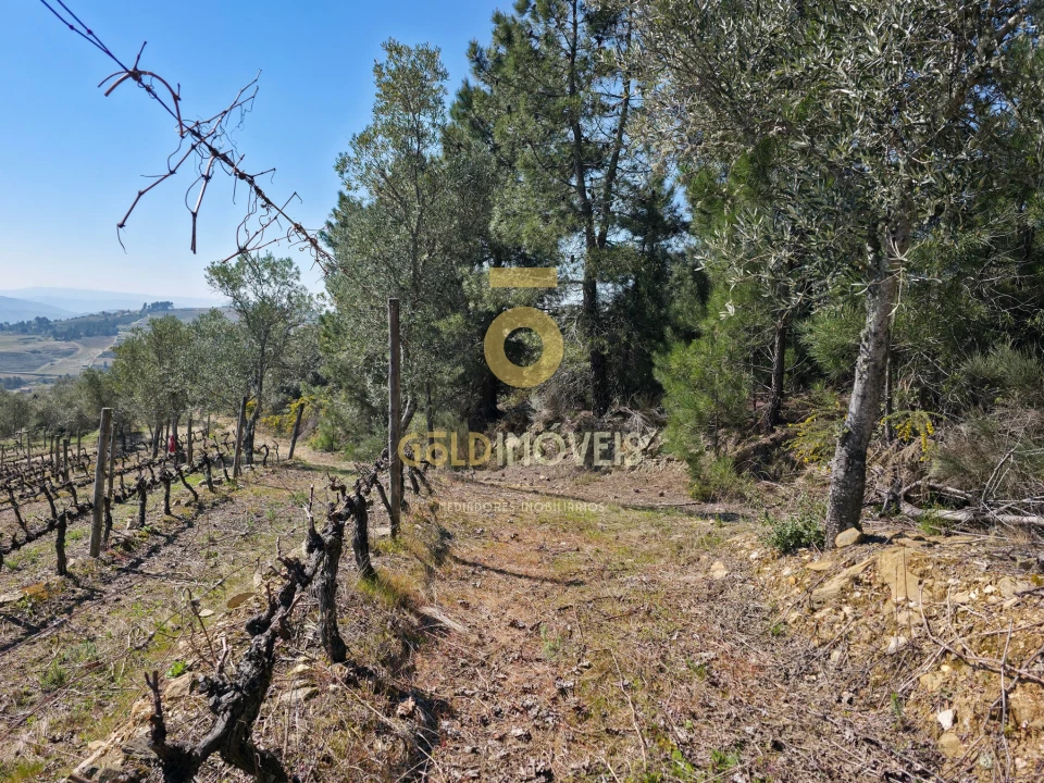 Quinta T0 para Venda em São Mamede de Ribatua Foto 6