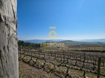 Quinta T0 para Venda em São Mamede de Ribatua