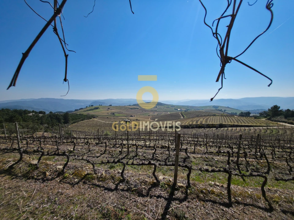 Quinta T0 para Venda em São Mamede de Ribatua Foto 4