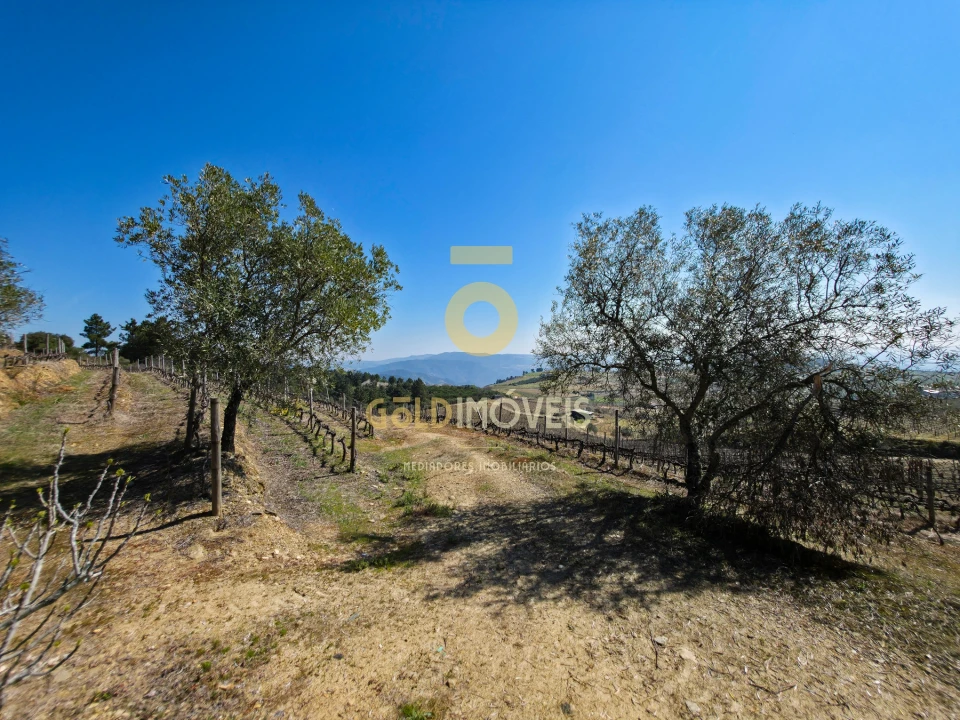Quinta T0 para Venda em São Mamede de Ribatua Foto 2